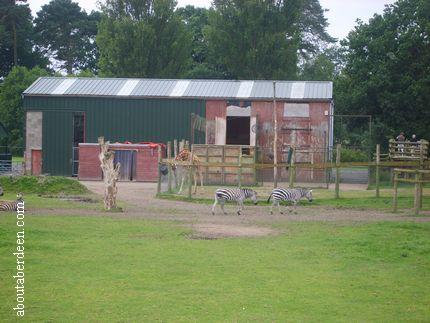 safari knowsley safari