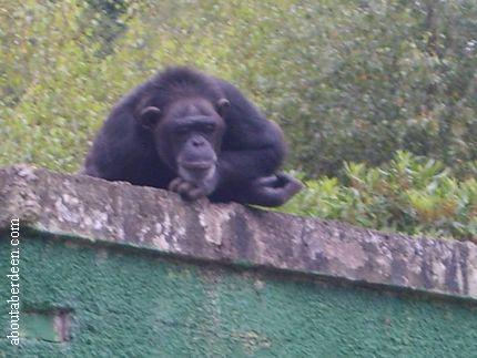 Chimpanzee