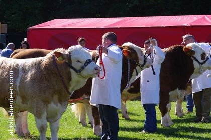 Cows being judged argricultural show scotland