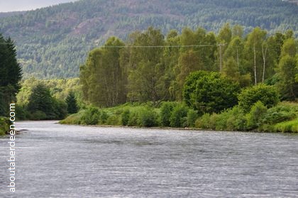 Deeside Forest