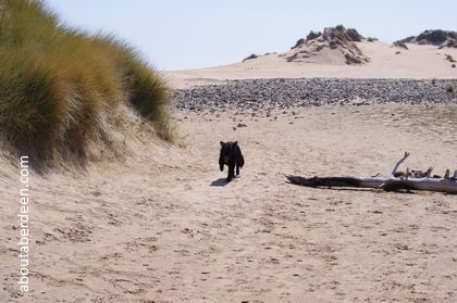 Dog at Beach