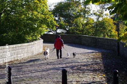 Dogs Walking Bridge