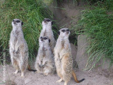 Meerkat Photo