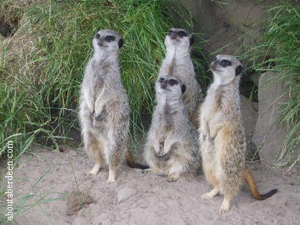 Meerkats