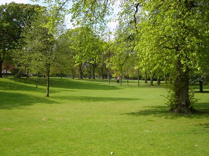 Photo of Trees and Grass