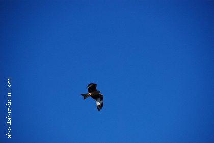 Red Kite Aberdeenshire