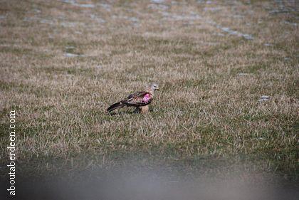Red Kite Grass