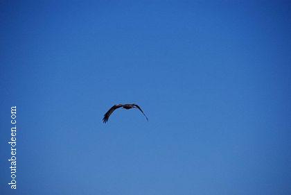 Red Kite Sky