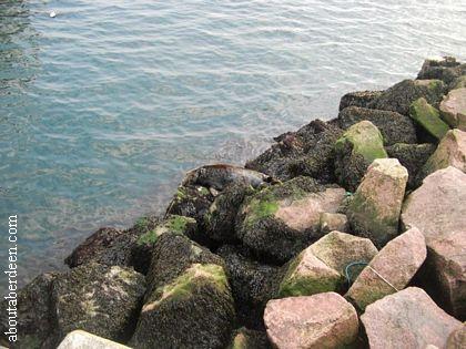 Seal Resting On The Rocks