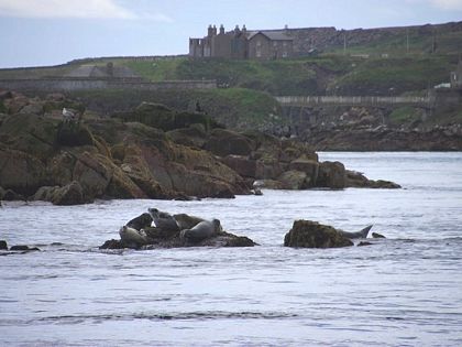 Seals on rocks boddam aberdeenshire sea