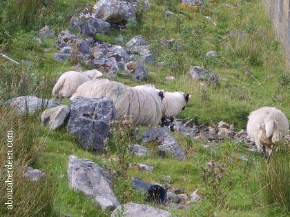 Sheep