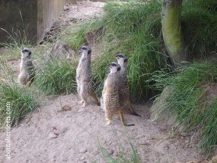 Standing Meerkat