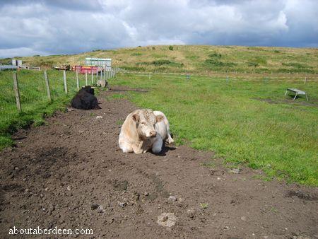 Cattle