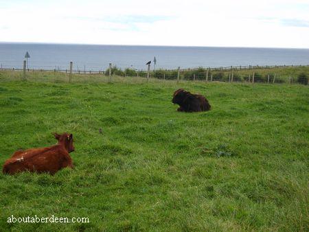 Cattle in a Field by the Sea