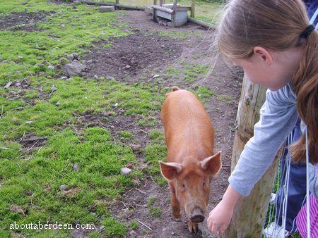 Child Feeding Pig