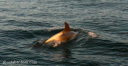 Dolphin Watching