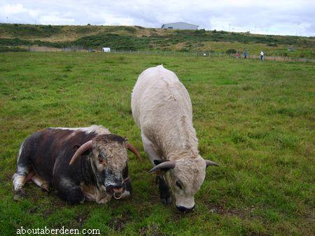 Doonies Farm Aberdeen