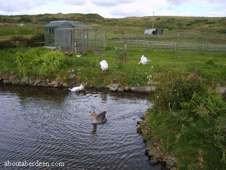 Duck In Water