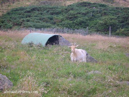 Golden Guernsey Goat