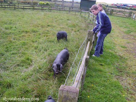 Large Black Piglets