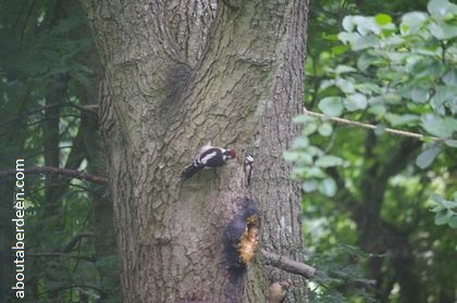 lesser spotted woodpeckers on tree