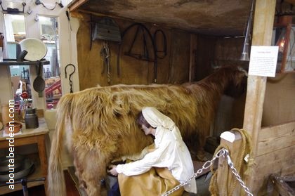 life sized stuffed highland cow