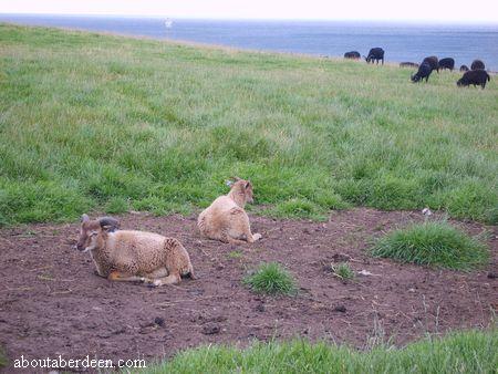 Norfolk Horn Sheep