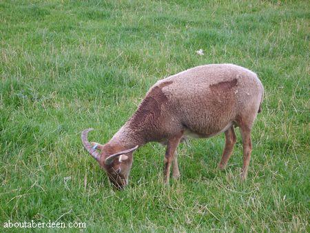 Norfolkhorn