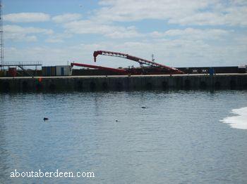 Peterhead Harbour Seals