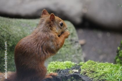 red squirrel eating nut