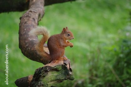 red squirrel sitting on tree branch