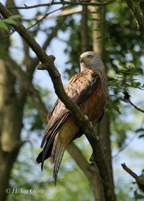 Red Kite Aberdeen