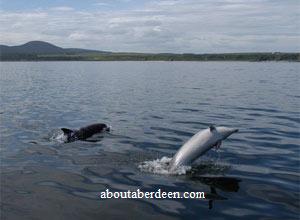 Dolphin Watching Aberdeenshire