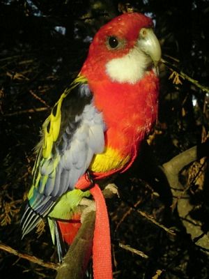 Eastern Rosella Parrot