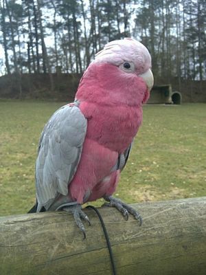 Galah Cockatoo