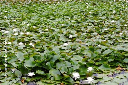 Pond covered in water lilies