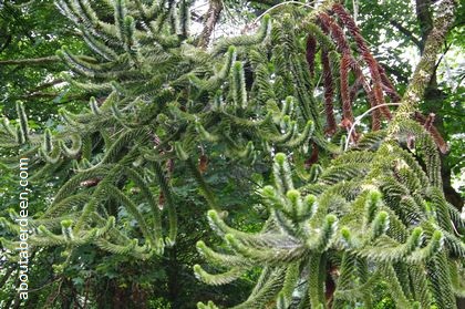 branches monkey puzzle tree