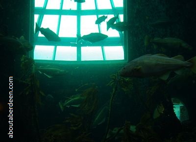 deep living kelp reef