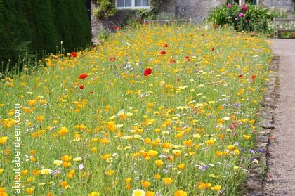 flower bed with poppies