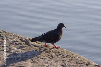 pigeon on harbour wall looking at sea