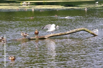 seagull and ducks resting on a branch in pond